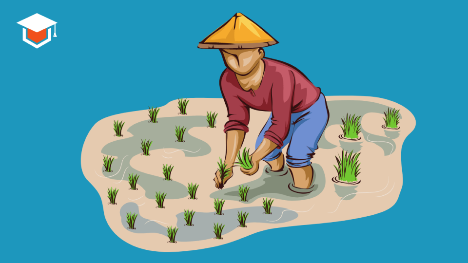A farmer is sowing paddy in the field